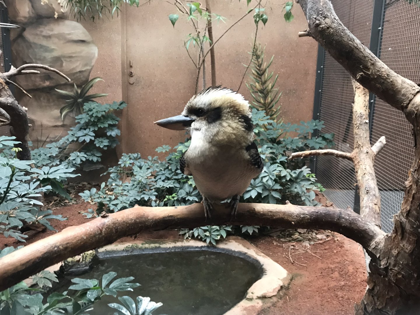 World of Birds - Laughing kookaburra 290118