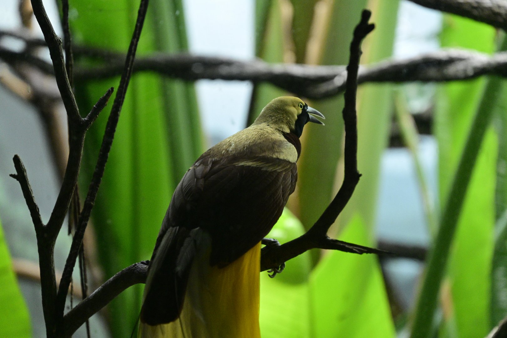 World of Birds - Lesser Bird-of-Paradise (Paradisaea minor)