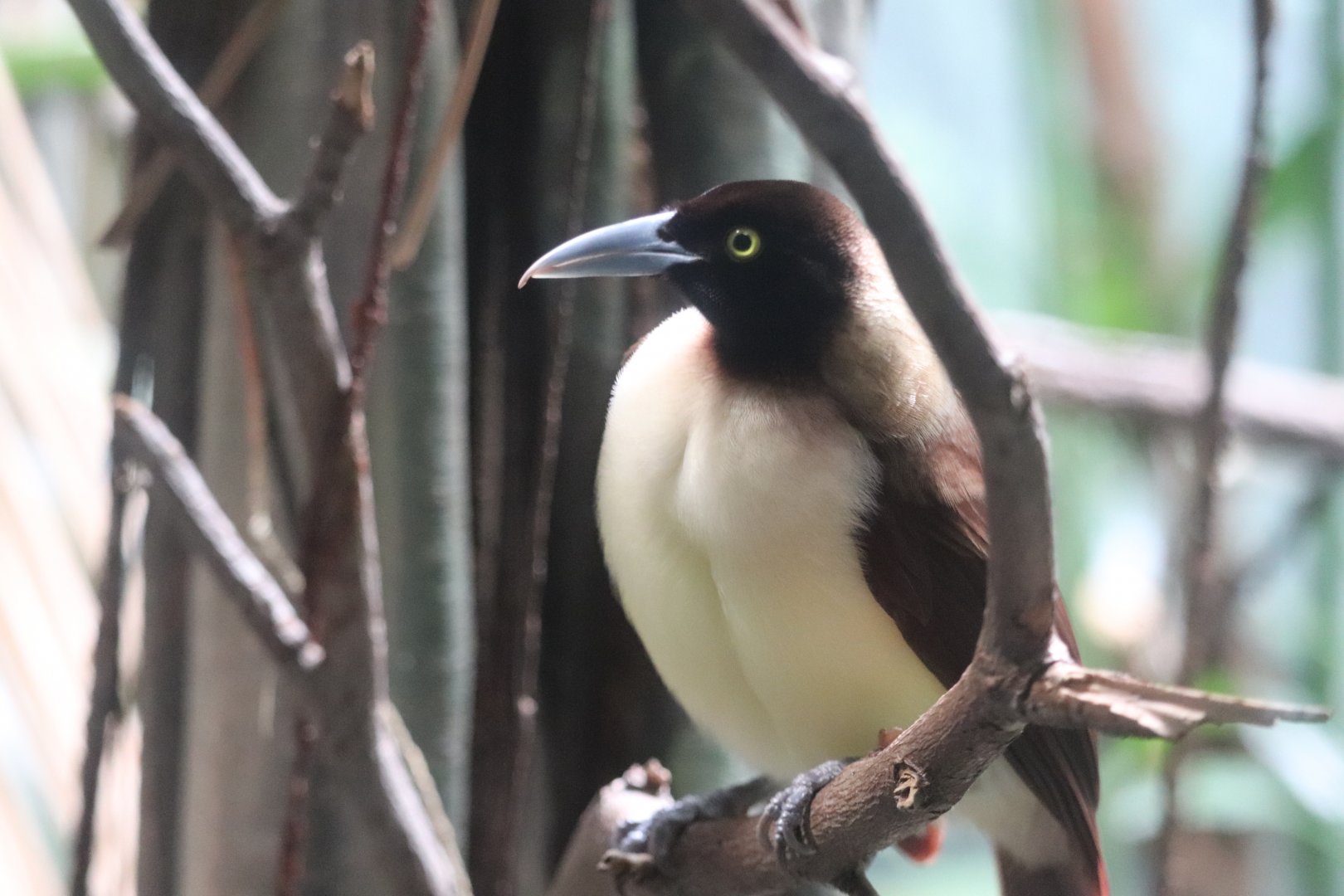 World of Birds - Lesser Bird-of-Paradise