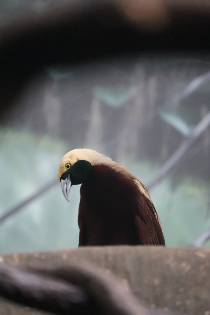 World of Birds - Lesser Bird-of-Paradise