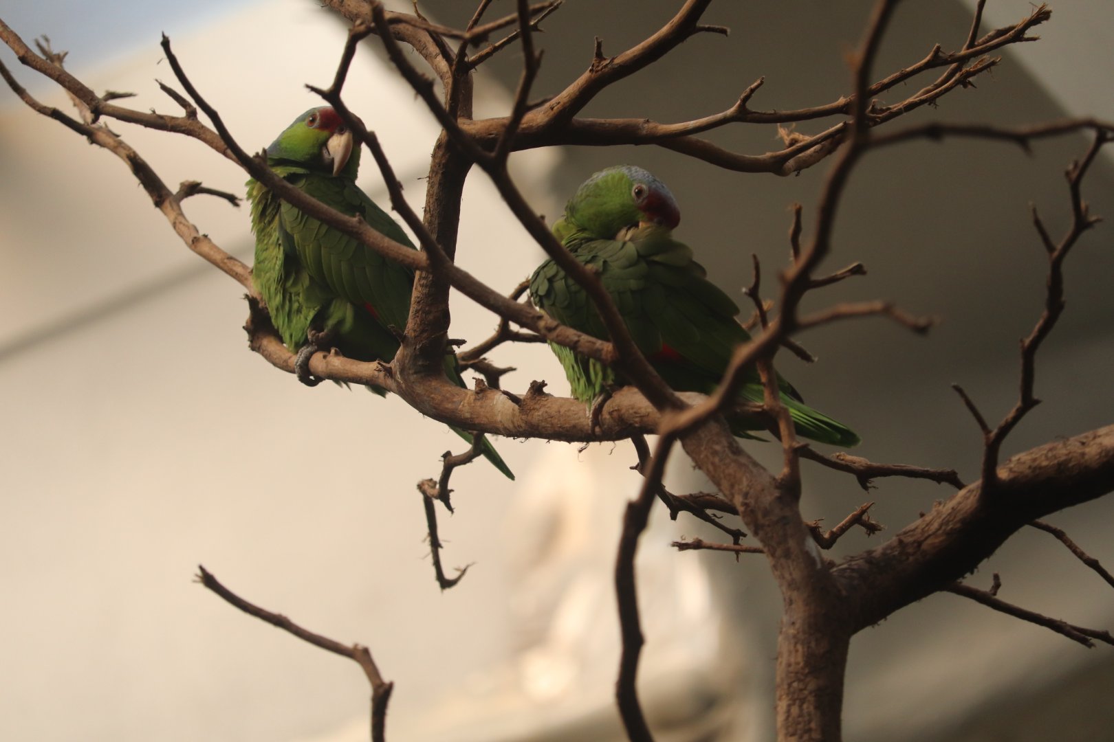 World of Birds - Lilac-Crowned Amazon