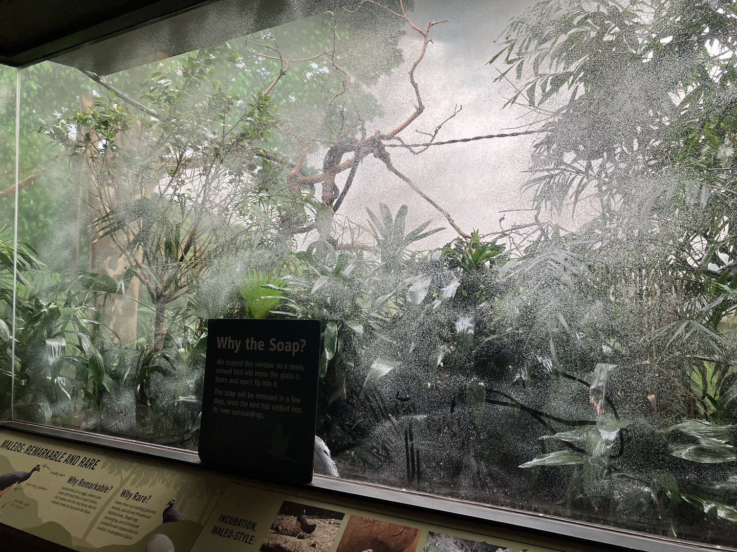 World of Birds - Maleo Exhibit