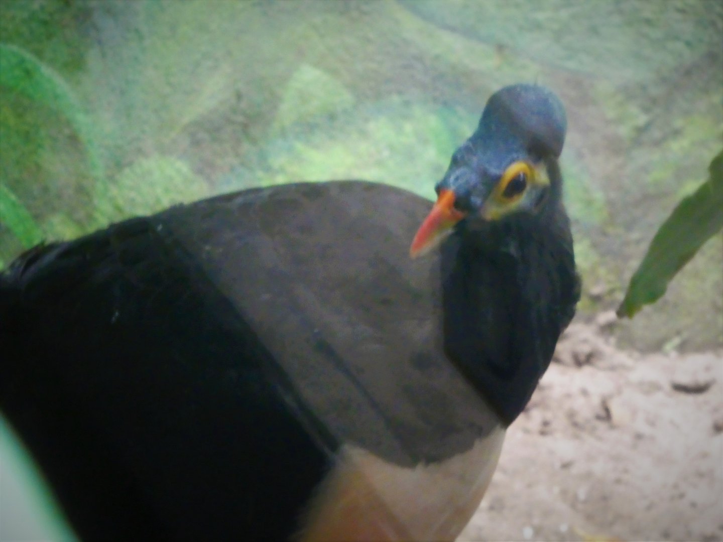 World of Birds - Maleo