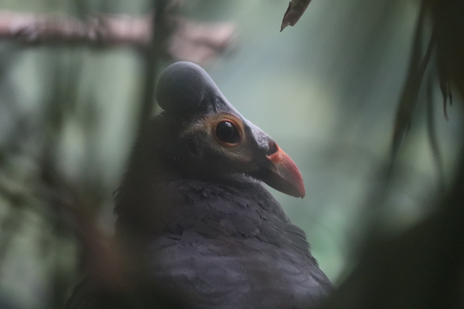 World of Birds - Maleo