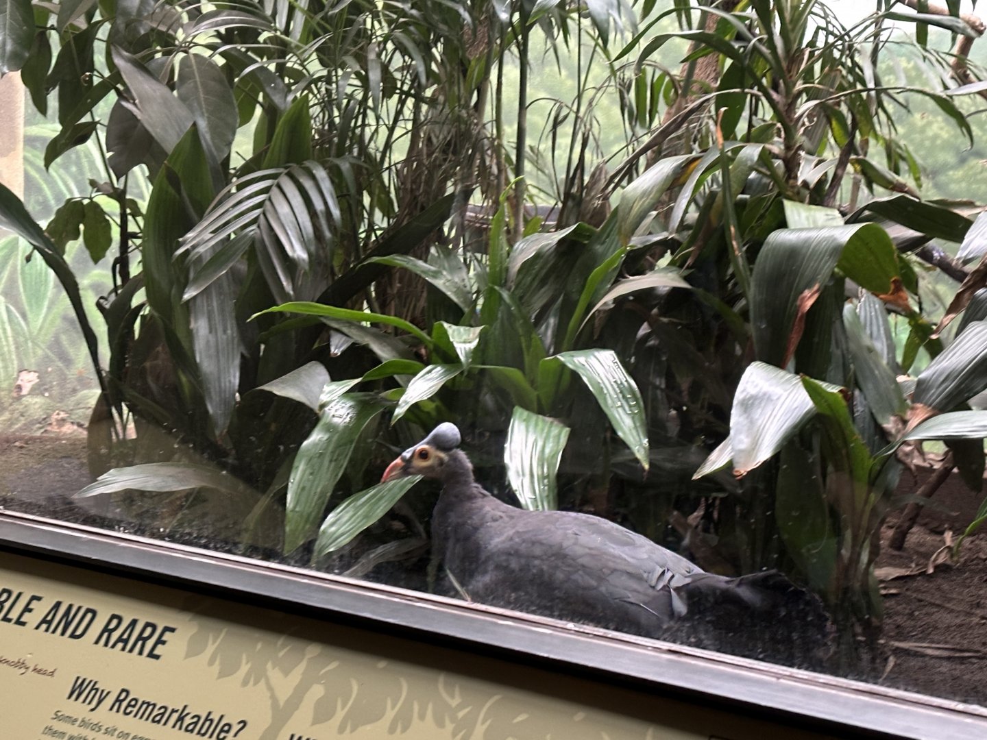 World of Birds- Maleo