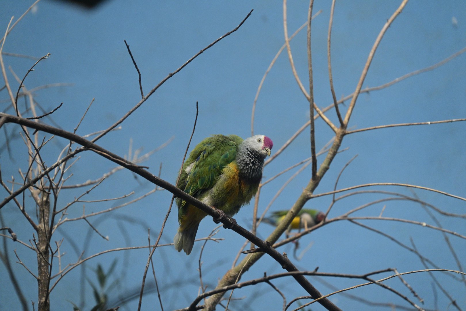 World of Birds - Mariana Fruit Dove (Ptilinopus roseicapilla)