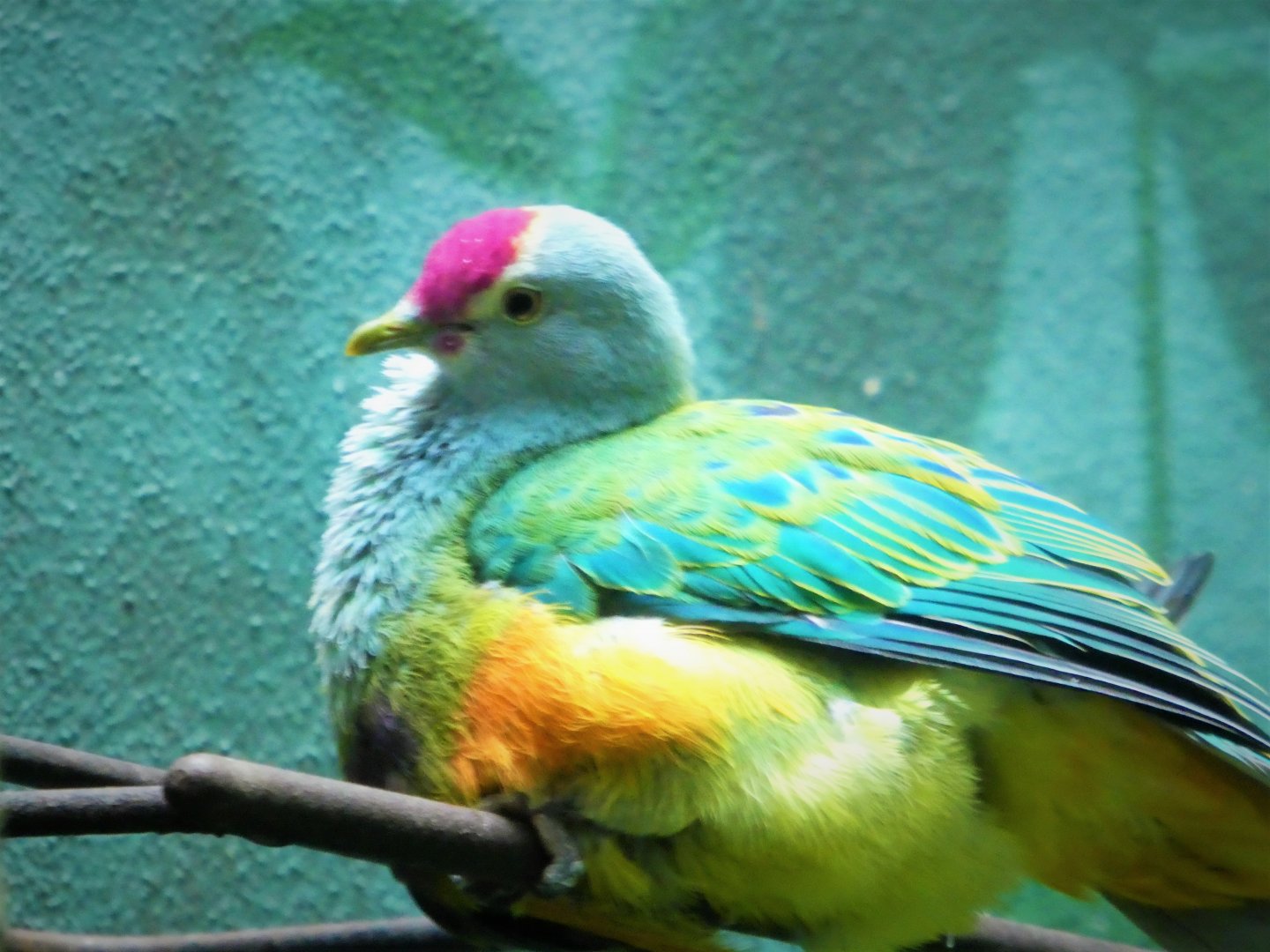 World of Birds - Mariana Fruit-Dove