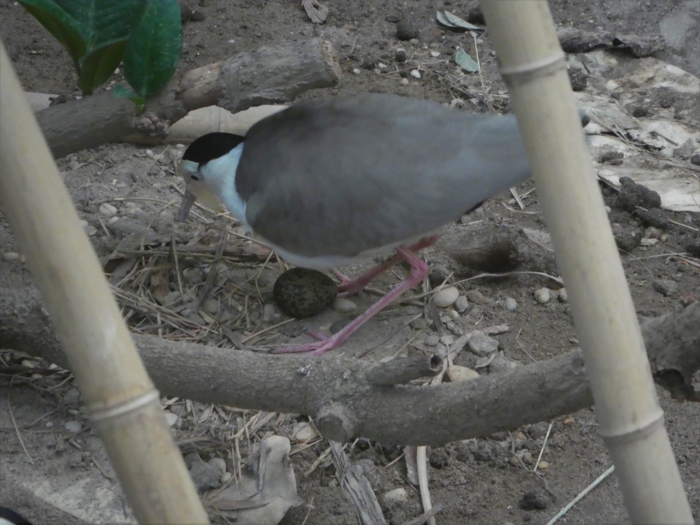 World of Birds - Masked Lapwing with Egg