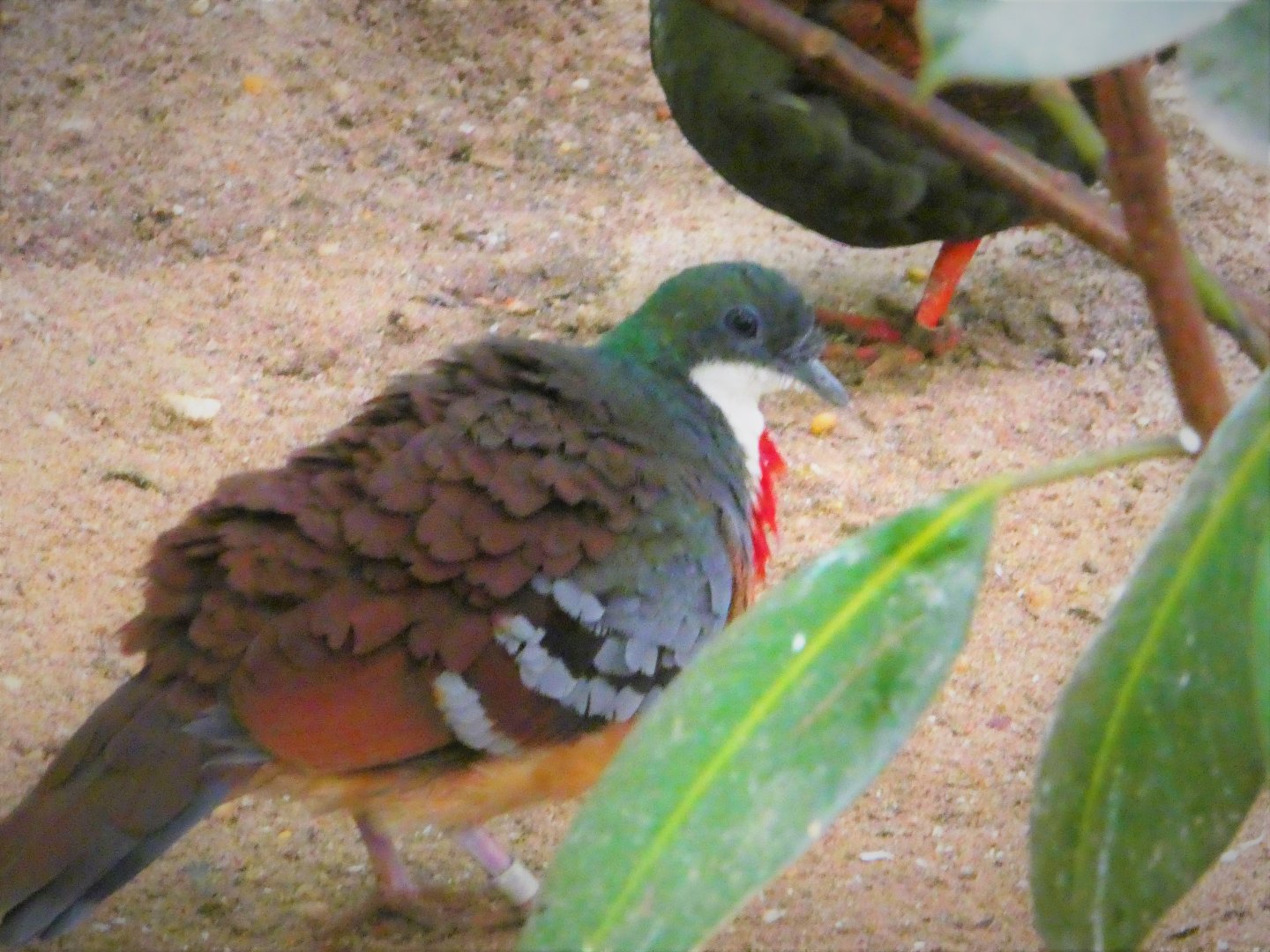 World of Birds - Mindanao Bleeding-Heart