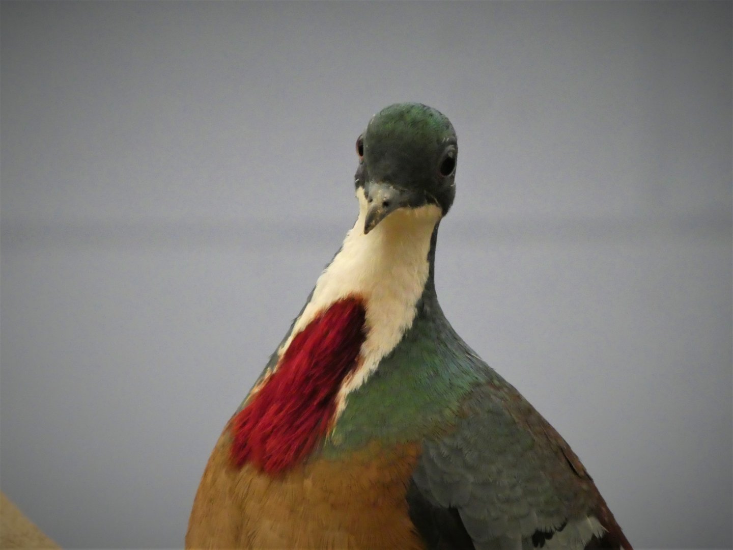 World of Birds - Mindanao Bleeding-Heart