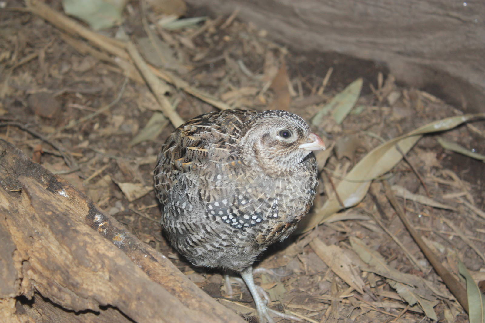 World of Birds- Montezuma Quail