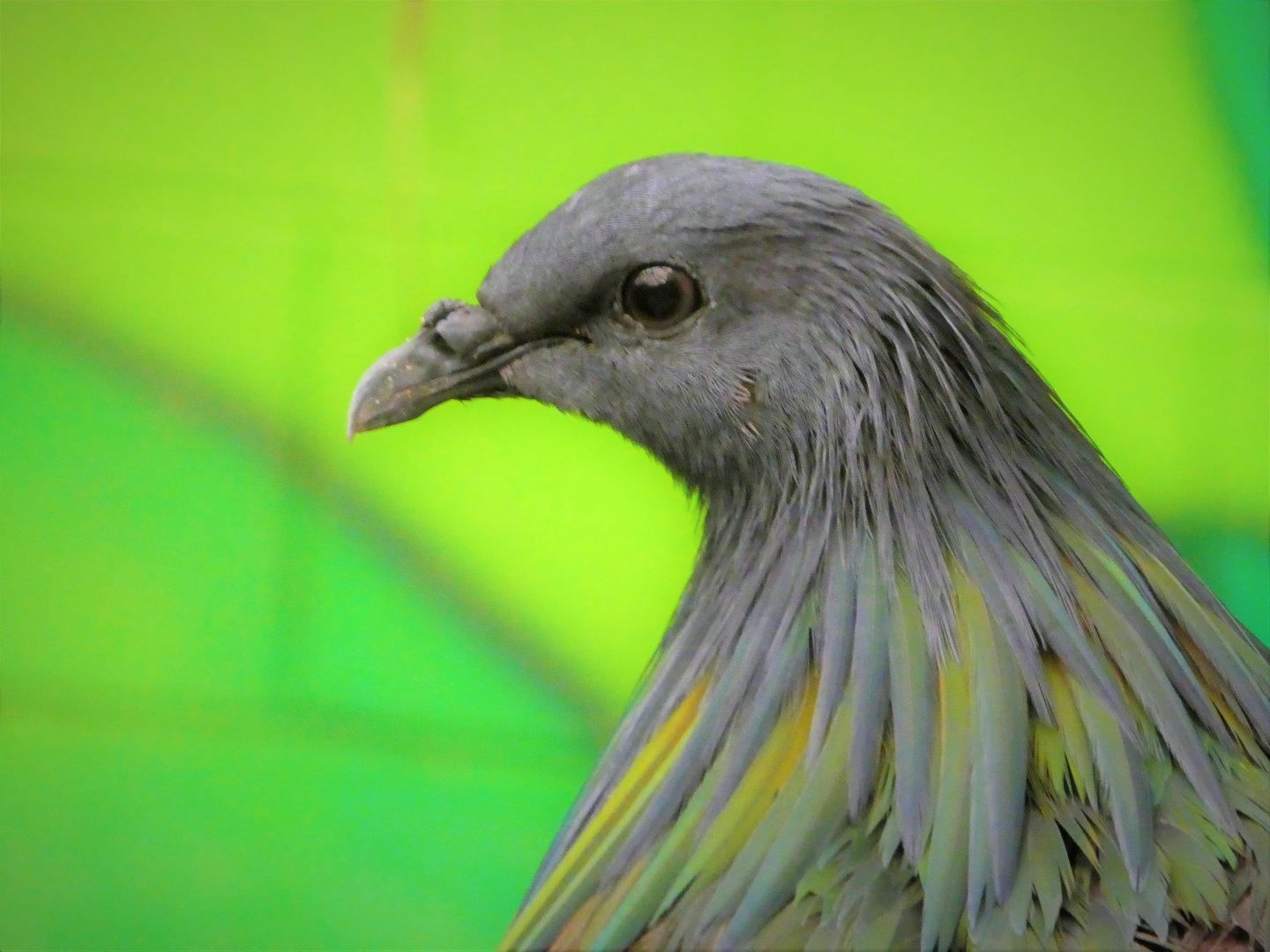 World of Birds  - Nicobar Pigeon