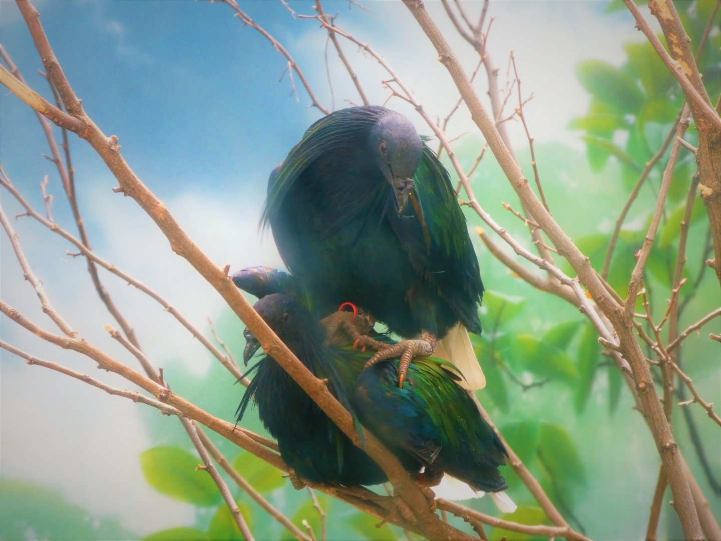 World of Birds - Nicobar Pigeon