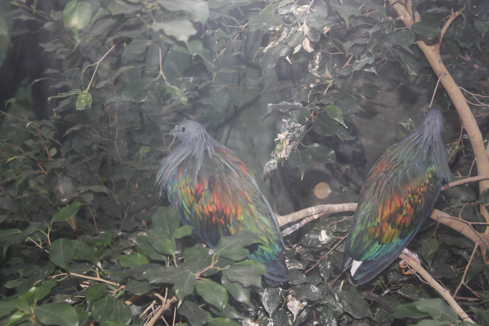 World of Birds- Nicobar Pigeons