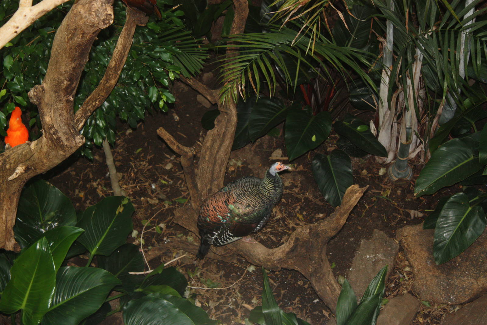 World of Birds- Ocellated Turkey
