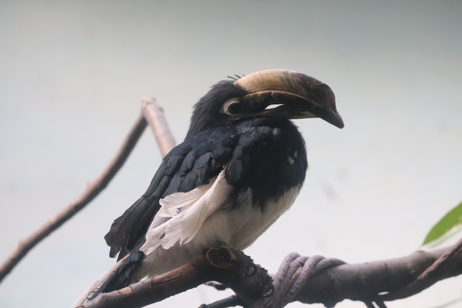 World of Birds - Oriental Pied Hornbill