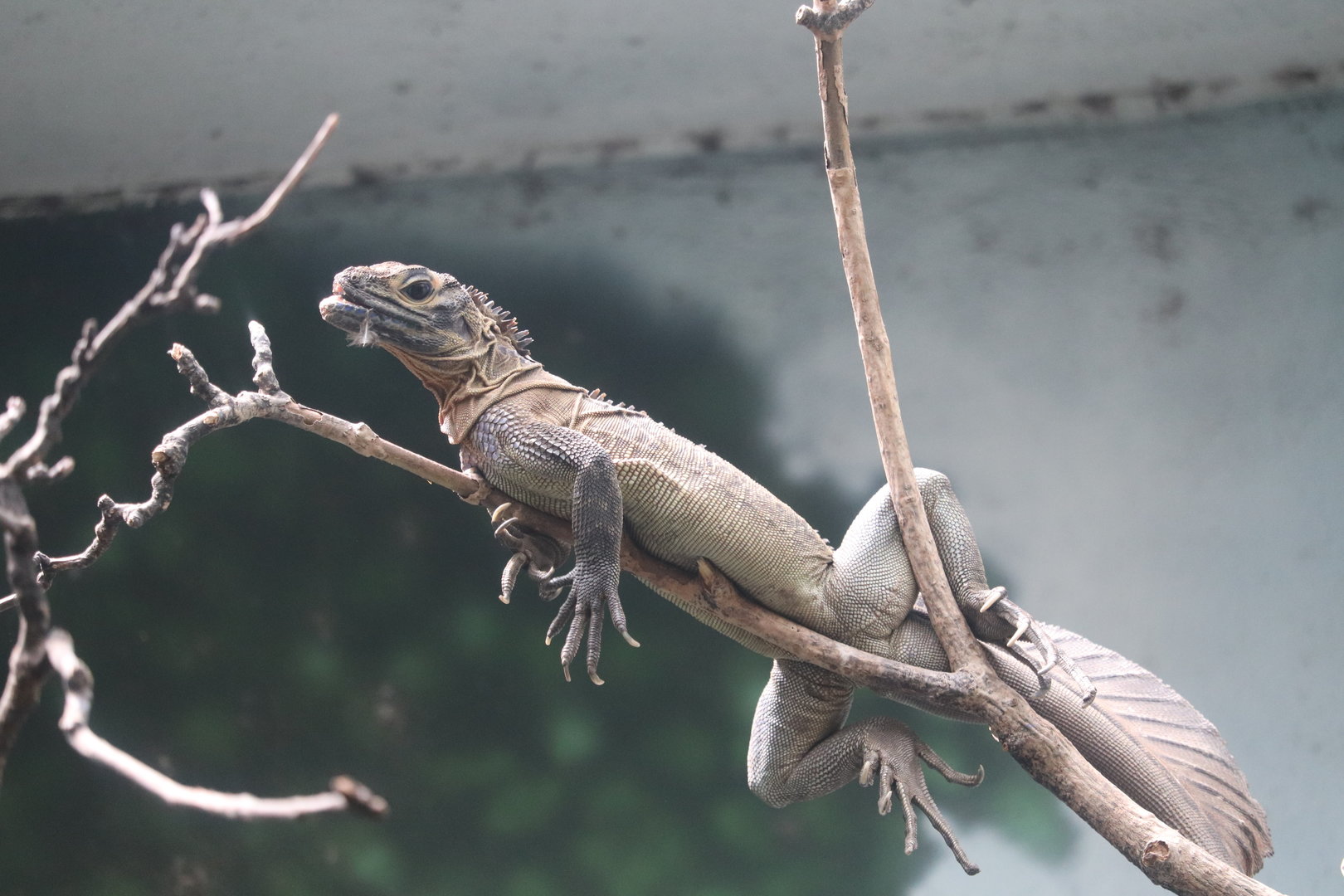 World of Birds - Philippine Sailfin Lizard