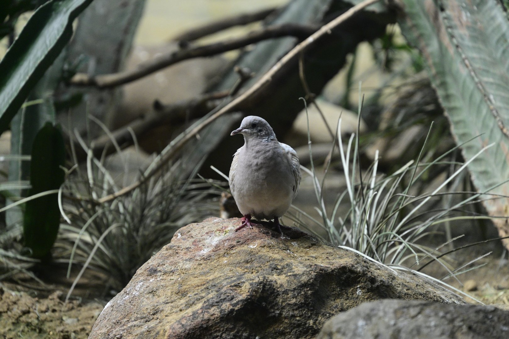 World of Birds - Pigeon ID?