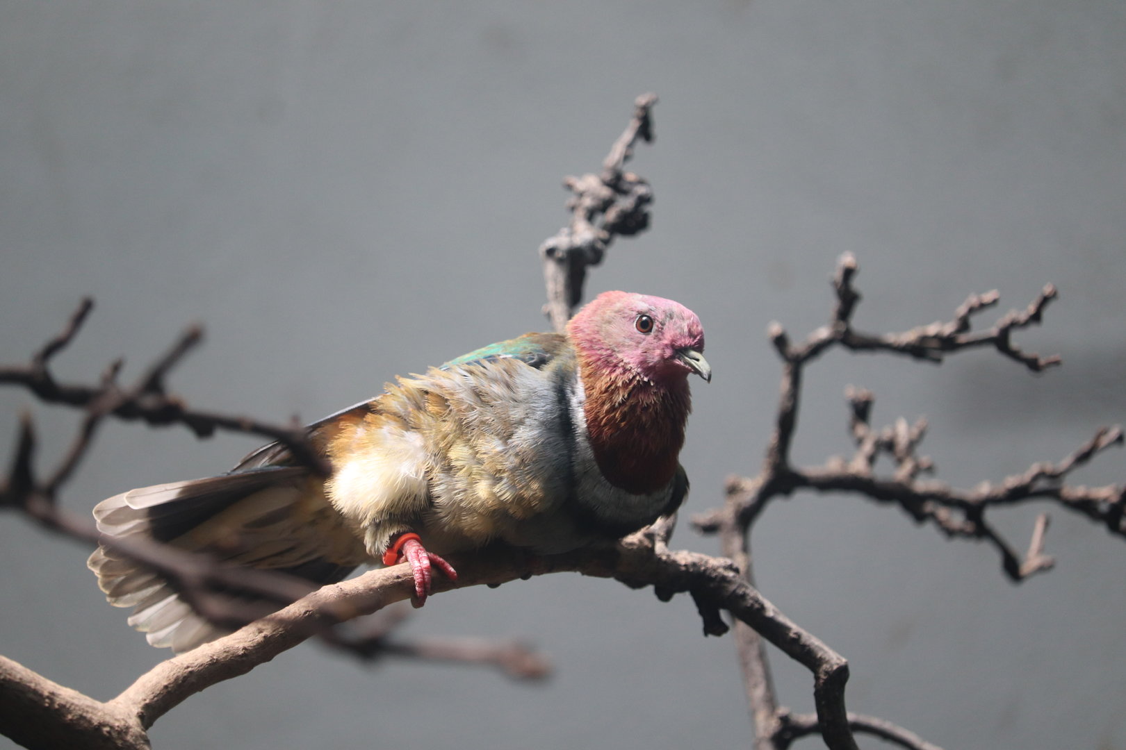World of Birds - Pink-Headed Fruit Dove