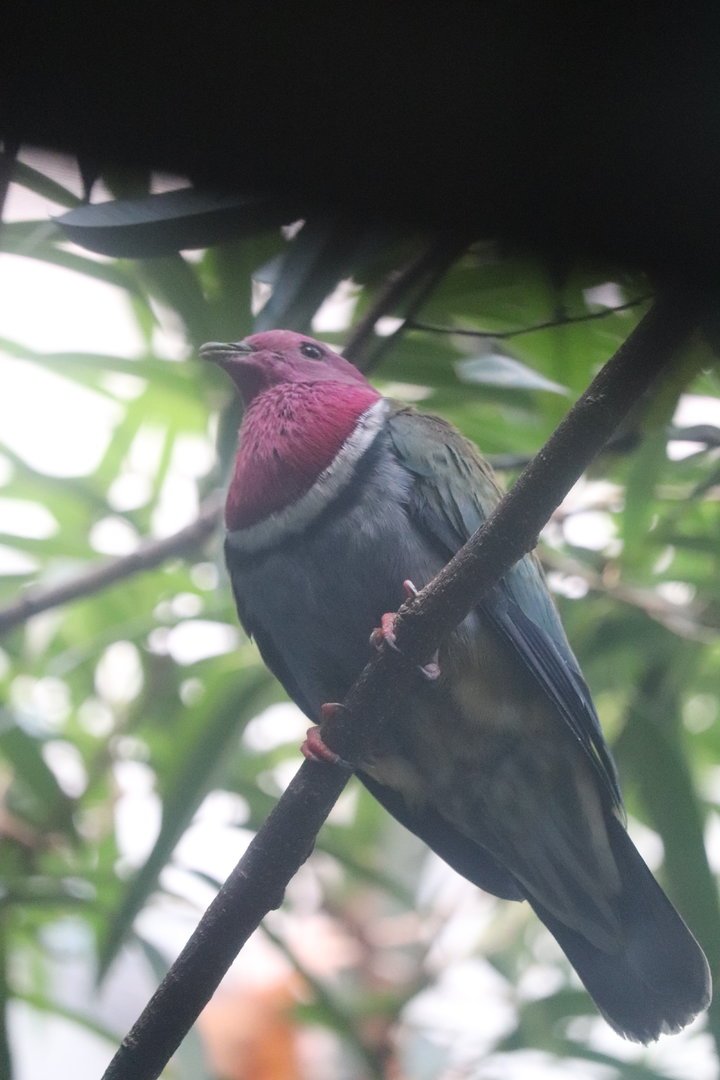 World of Birds - Pink-Necked Fruit Dove