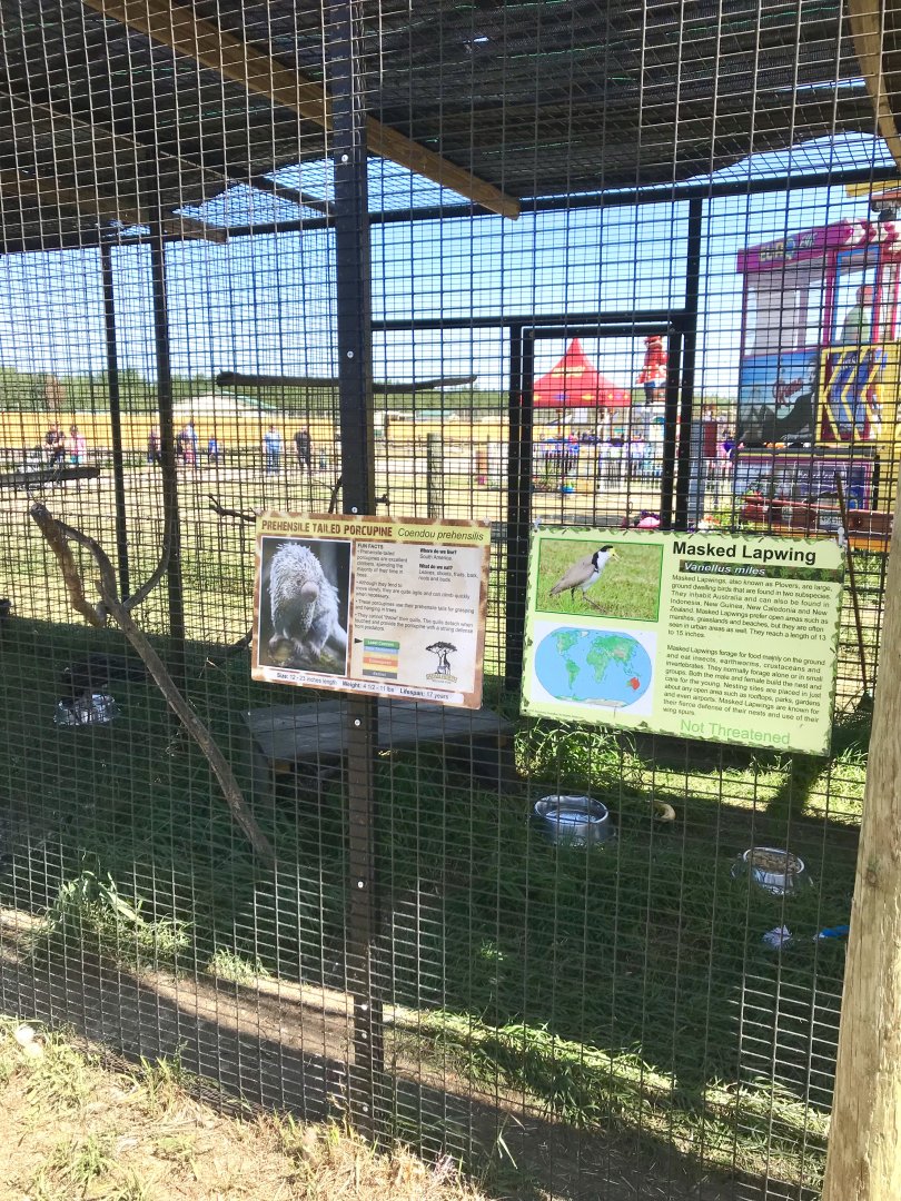 World of birds- prehensile-tailed porcupine/masked lapwing exhibit