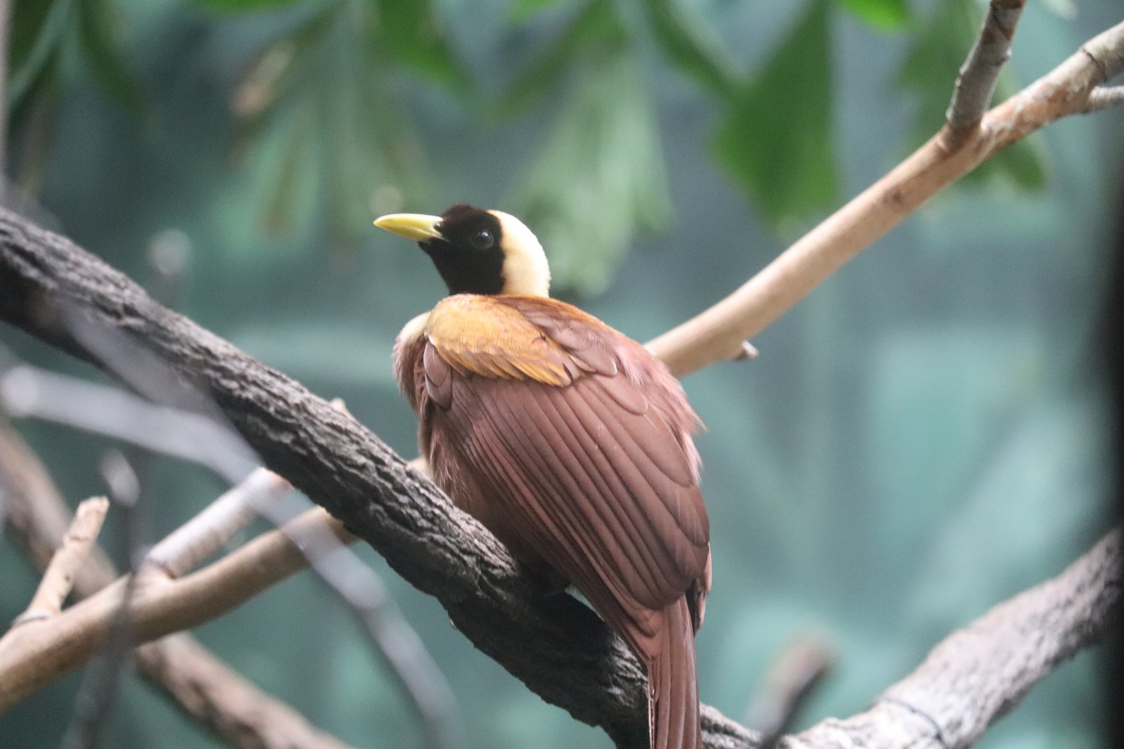 World of Birds - Red Bird-of-Paradise