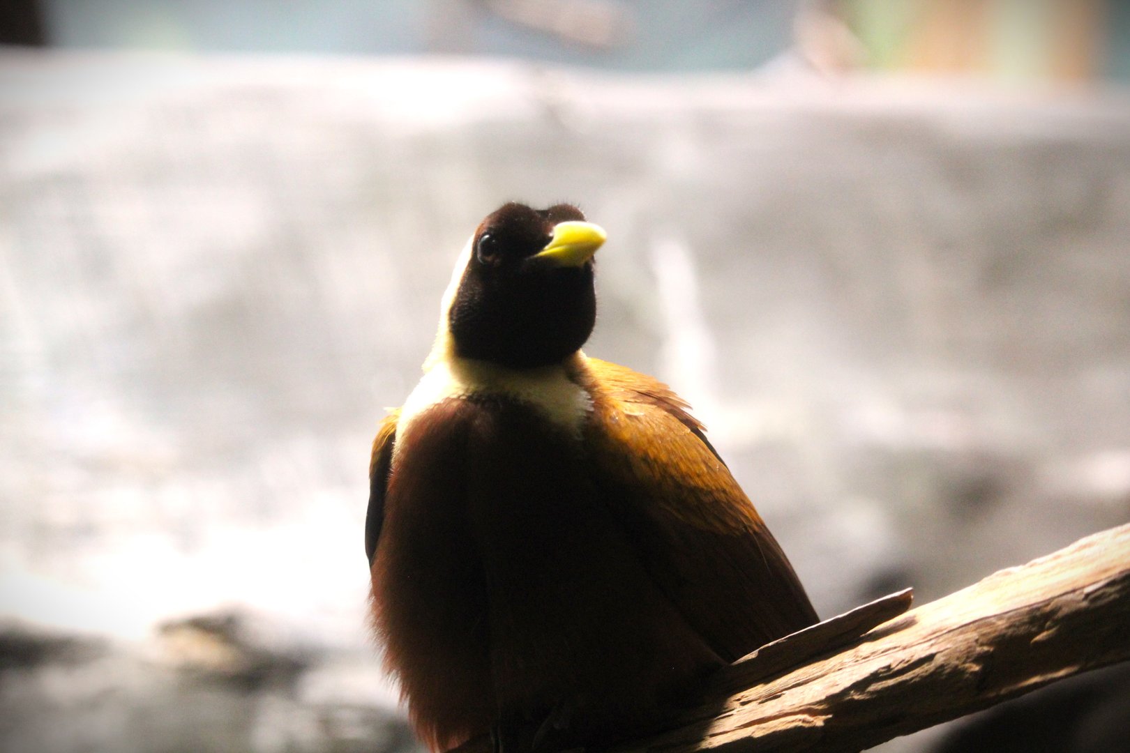 World of Birds - Red Bird-of-Paradise