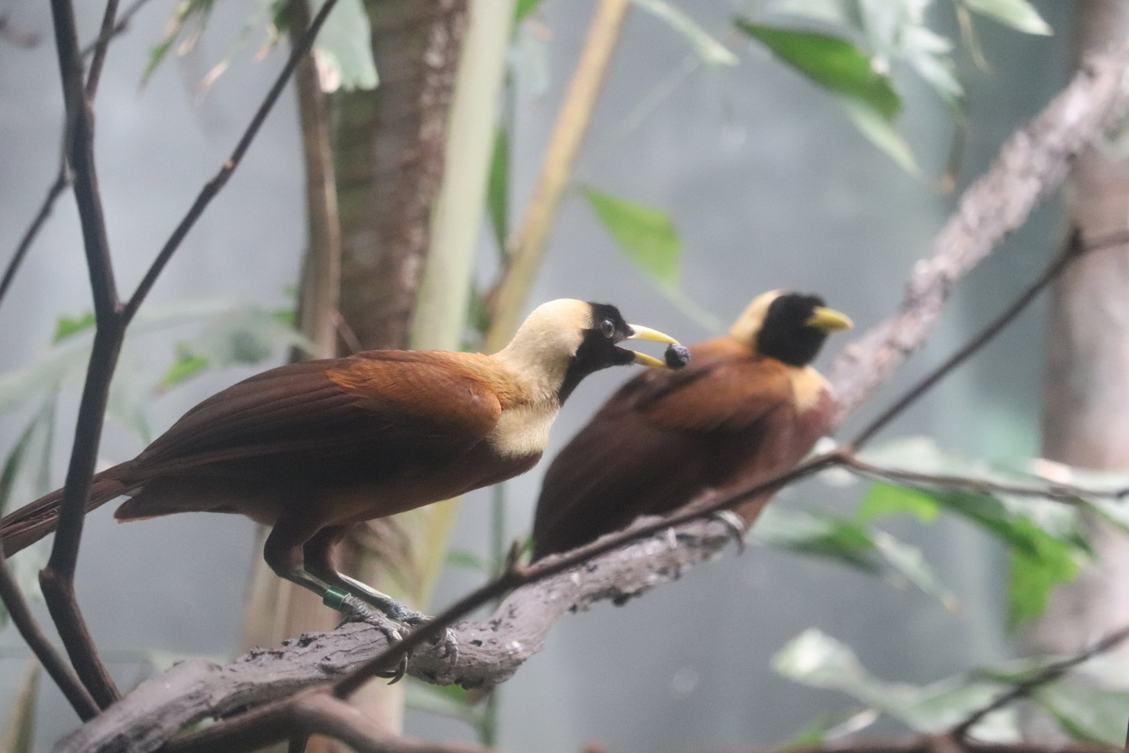 World of Birds - Red Bird-of-Paradise