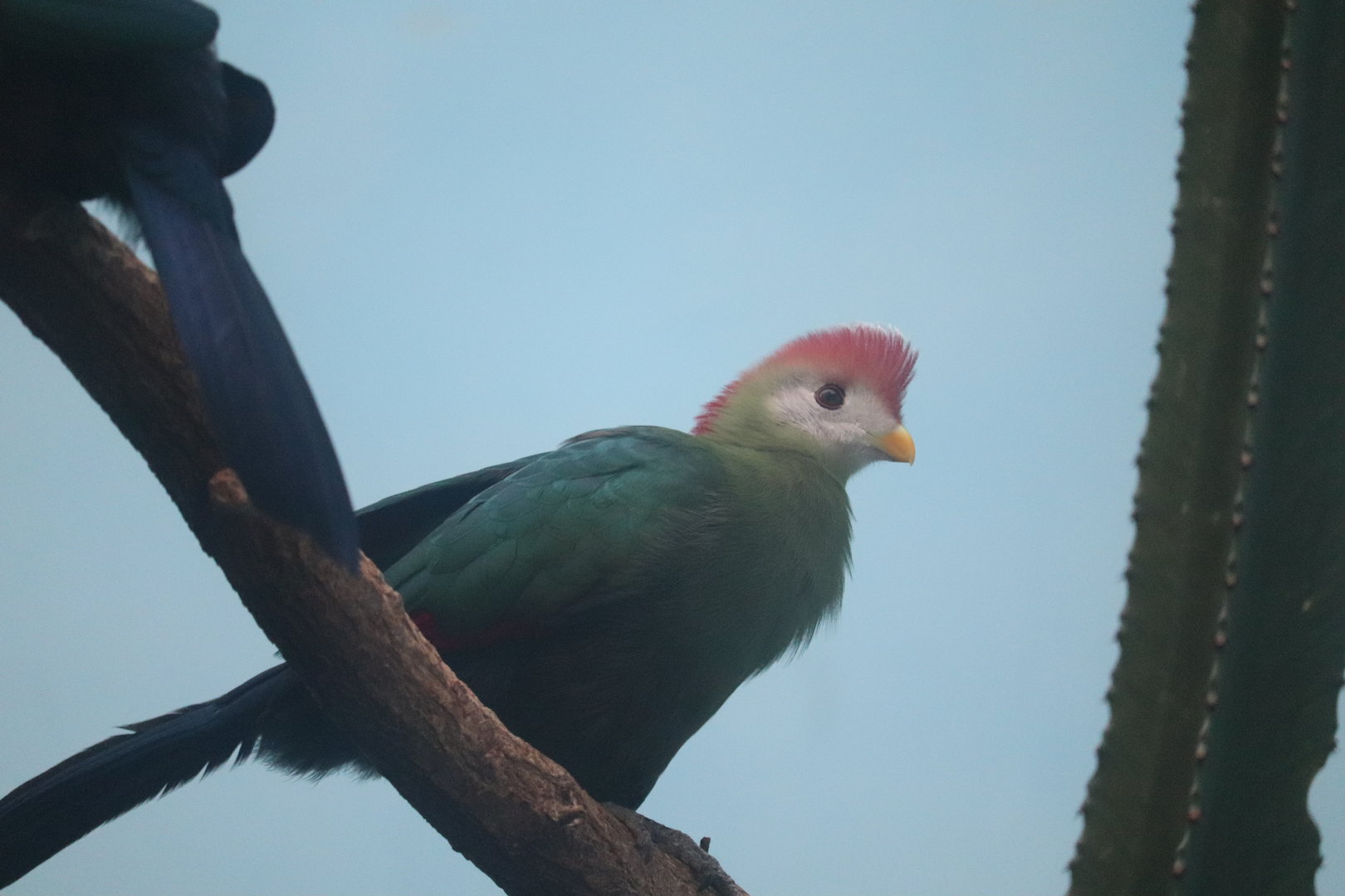 World of Birds - Red-Crested Turaco