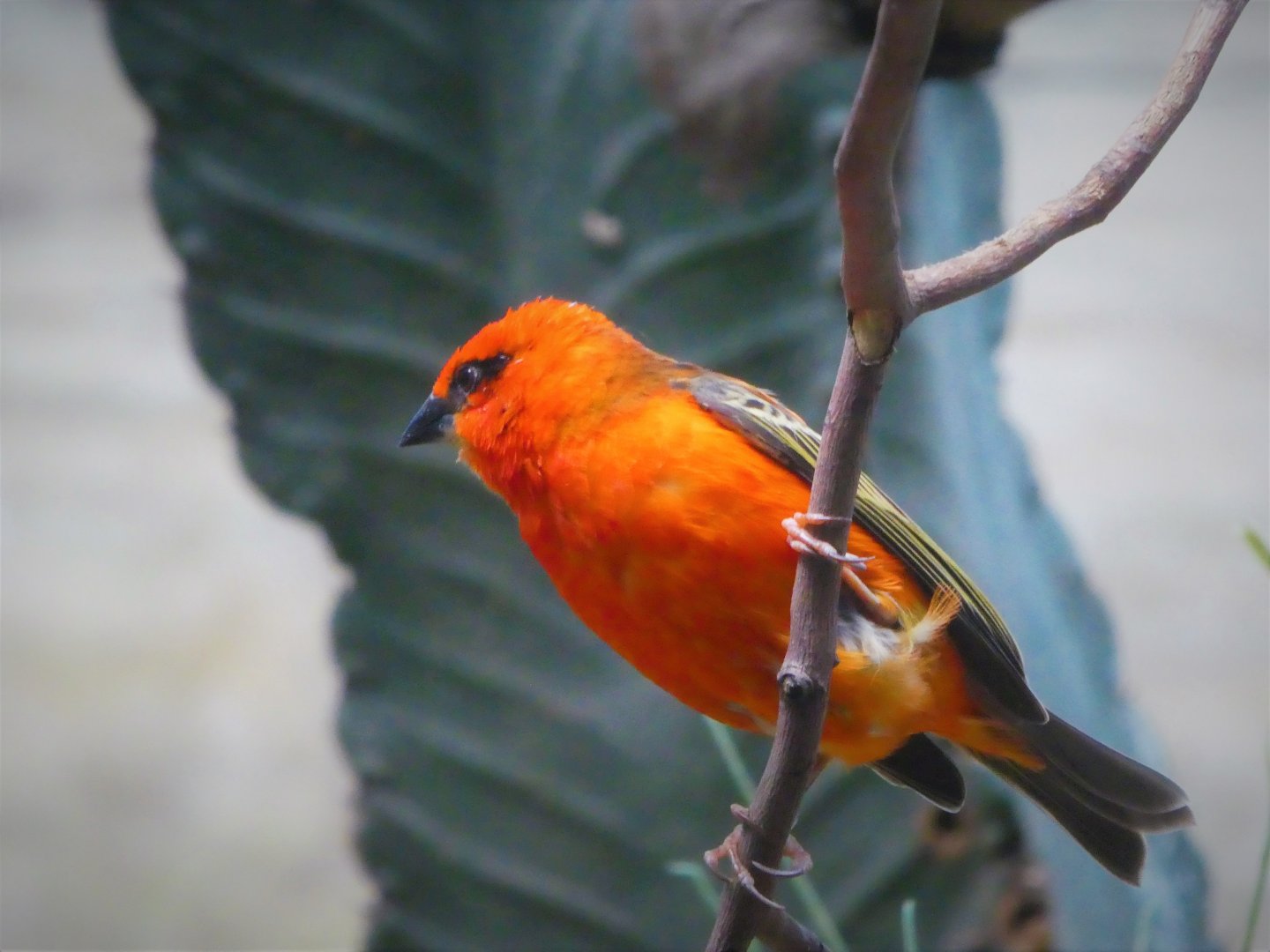 World of Birds - Red Fody