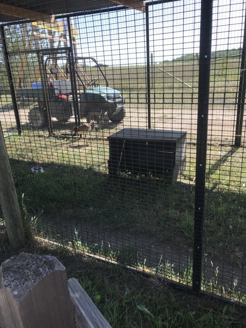 World of birds- red-legged seriema exhibit