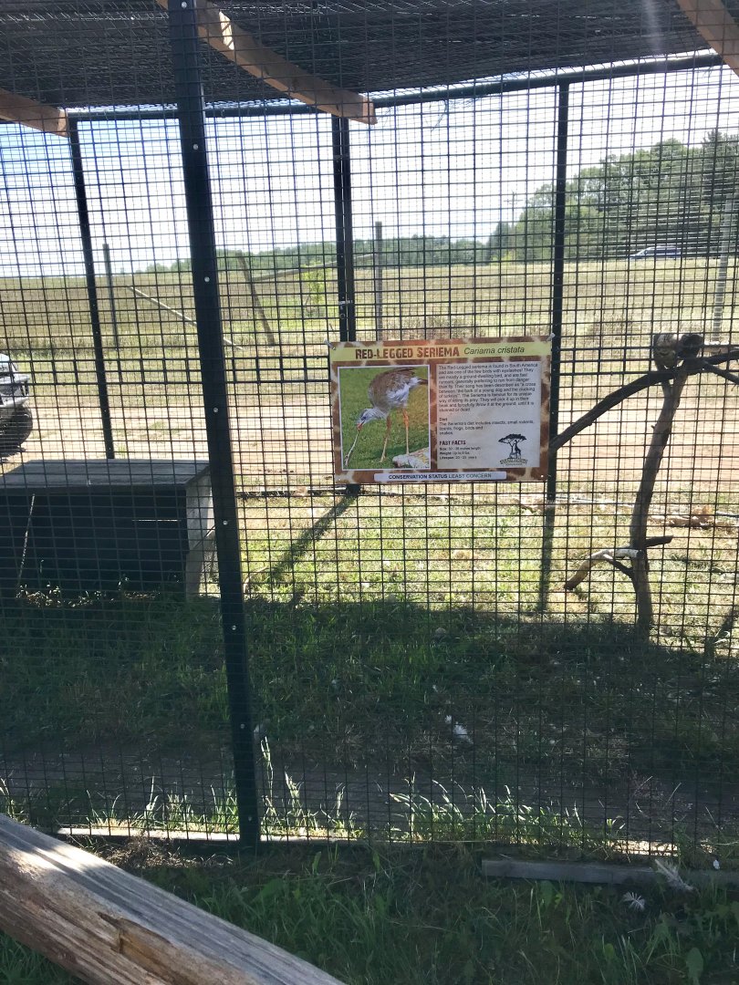 World of birds- red-legged seriema exhibit