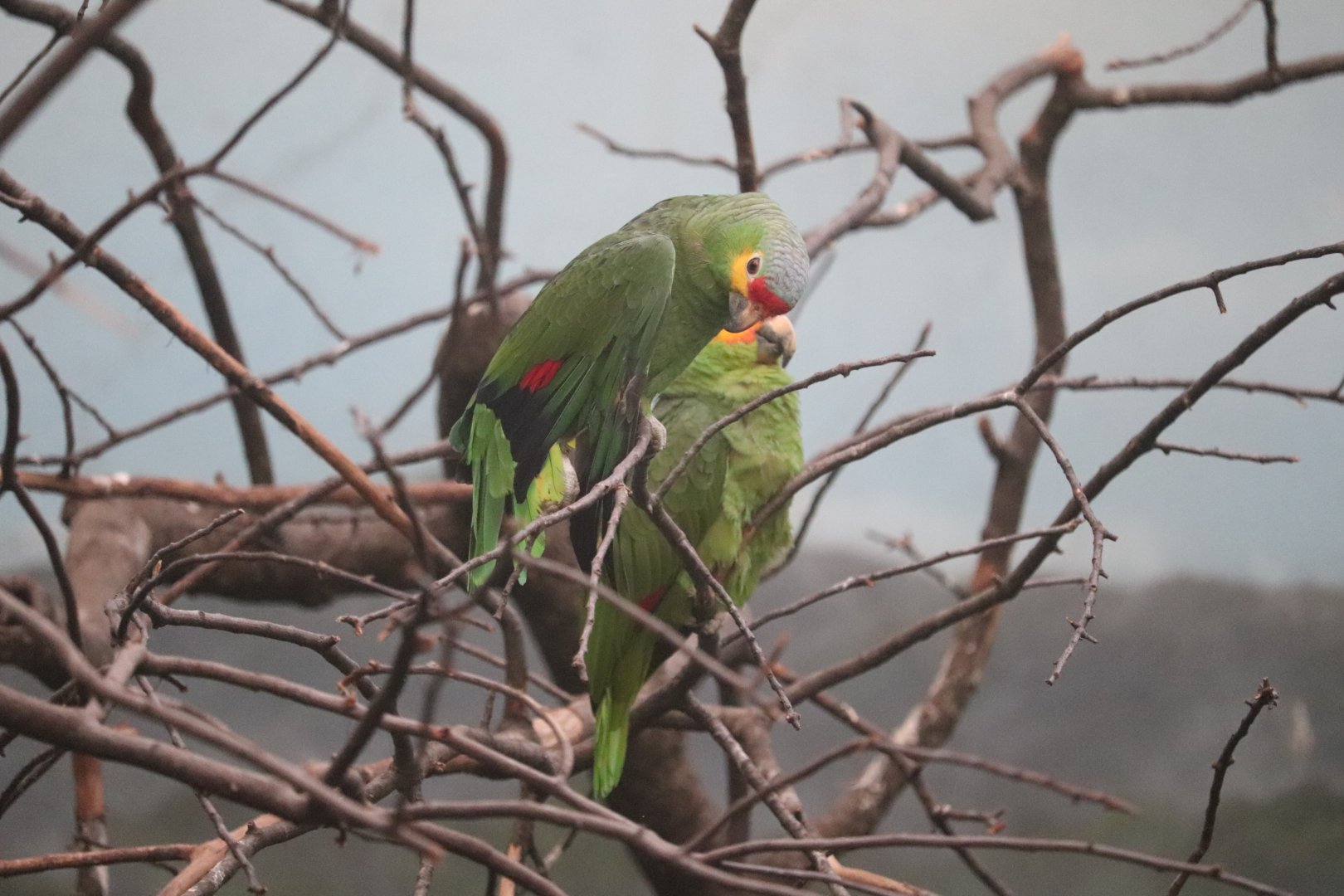 World of Birds - Red-Lored Amazon