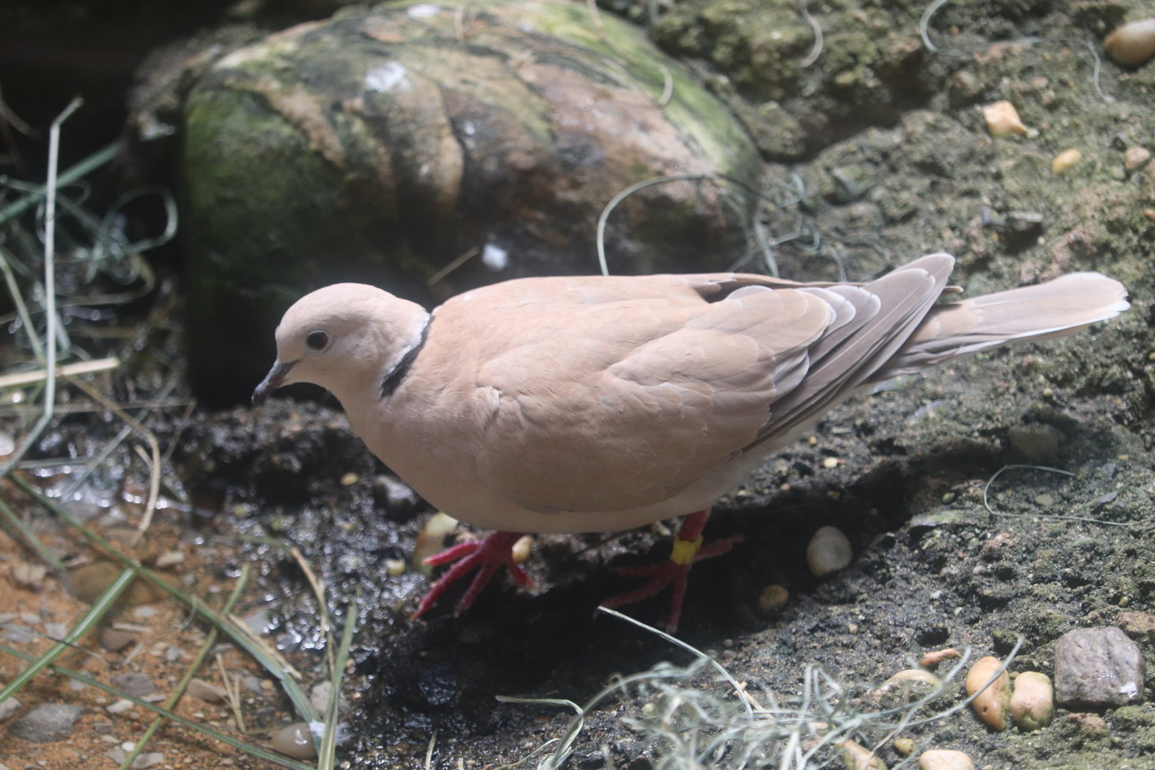 World of Birds - Ring-Necked Dove