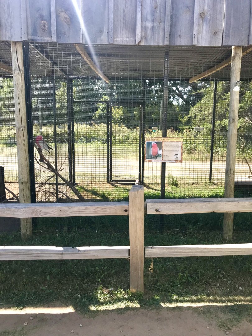 World of birds- rose-breasted cockatoo exhibit