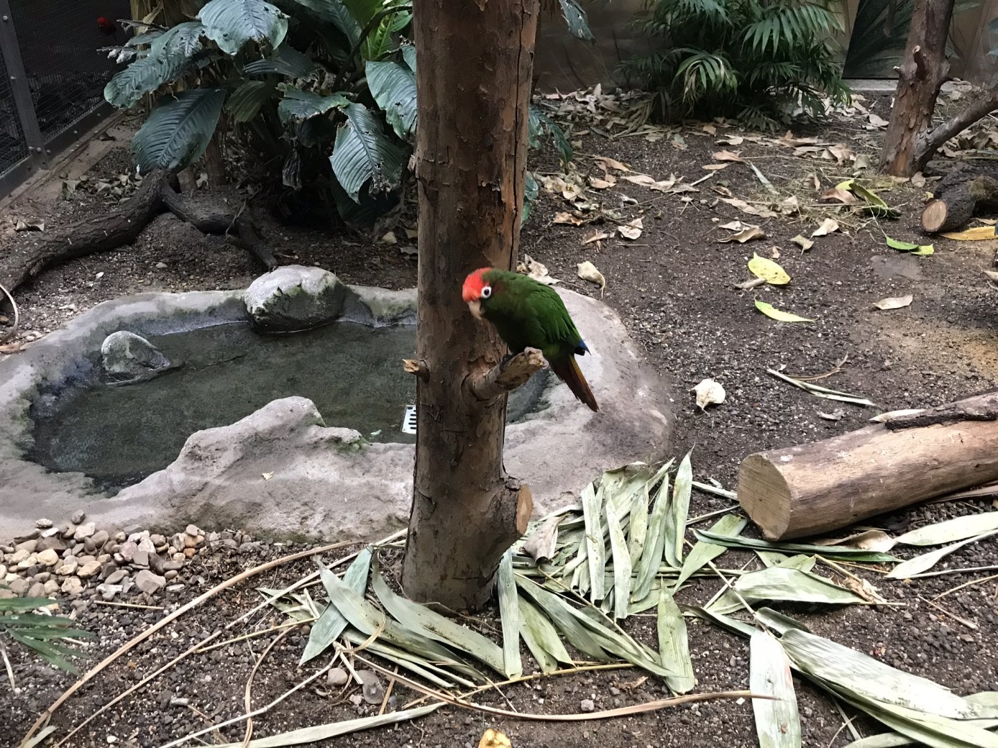 World of Birds - Rose-headed parakeet 290118