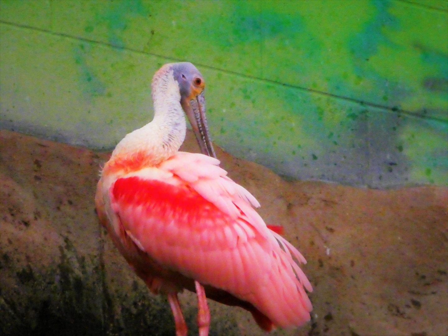 World of Birds - Roseate Spoonbill