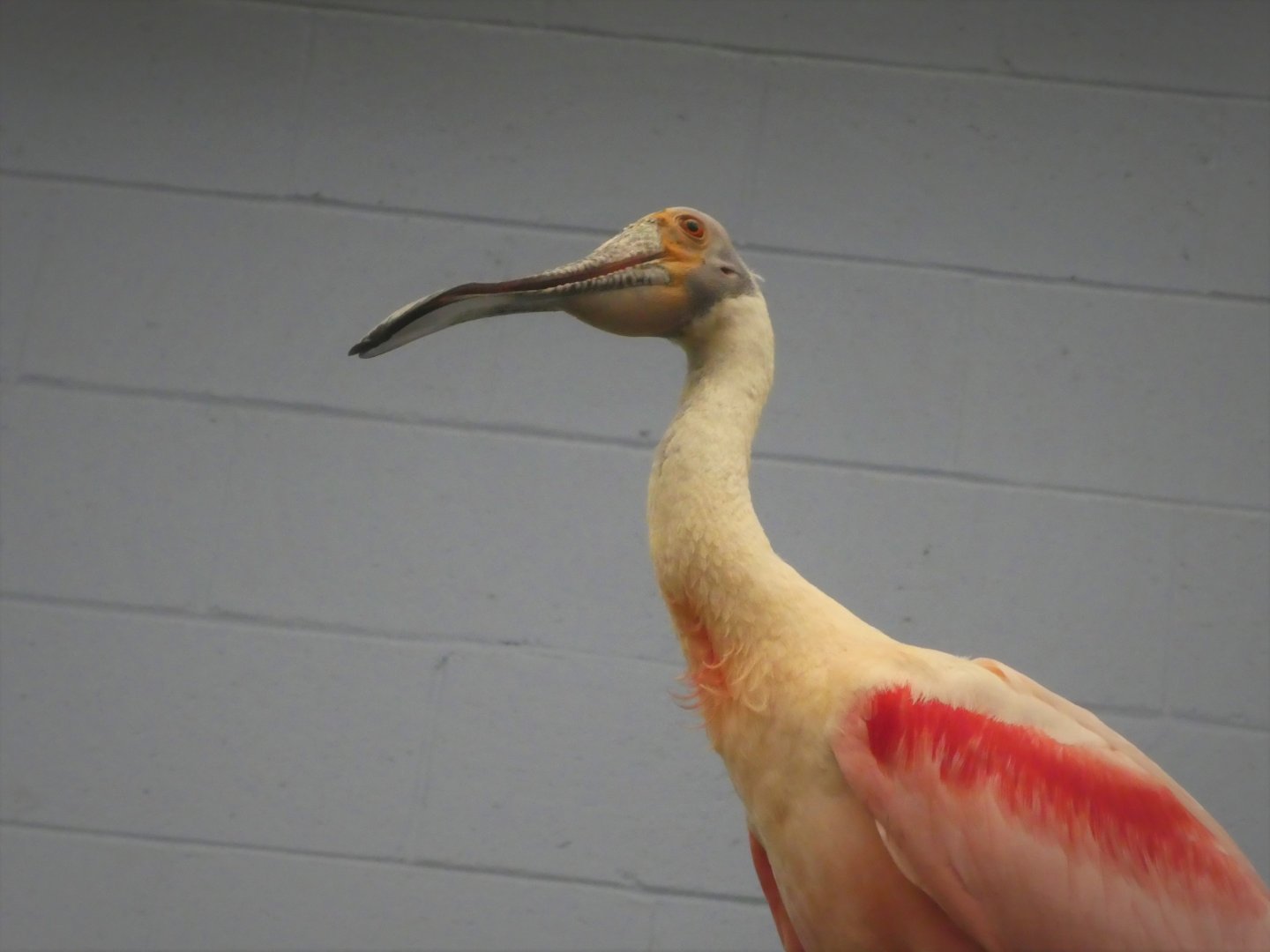 World of Birds - Roseate Spoonbill