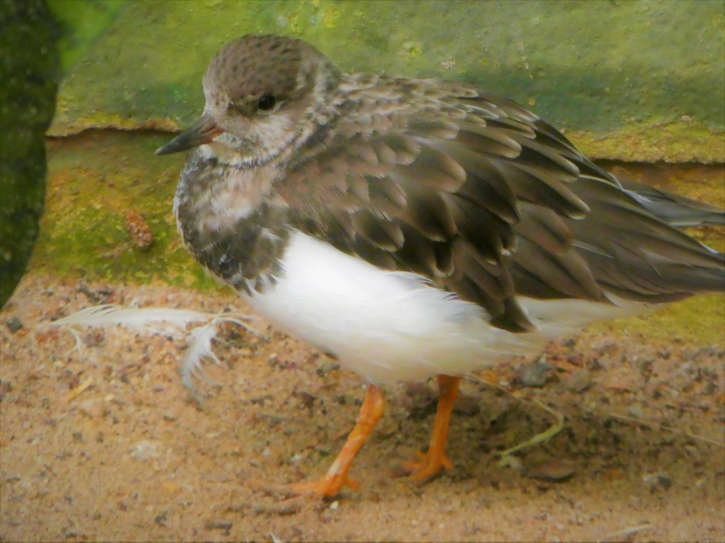 World of Birds - Ruddy Turnstone