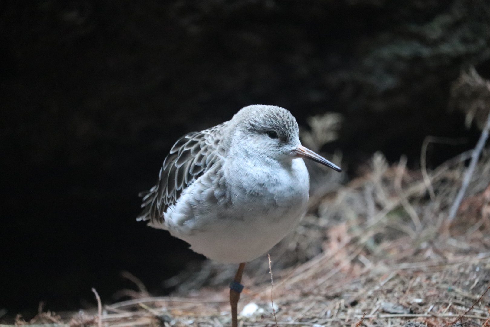 World of Birds - Ruff