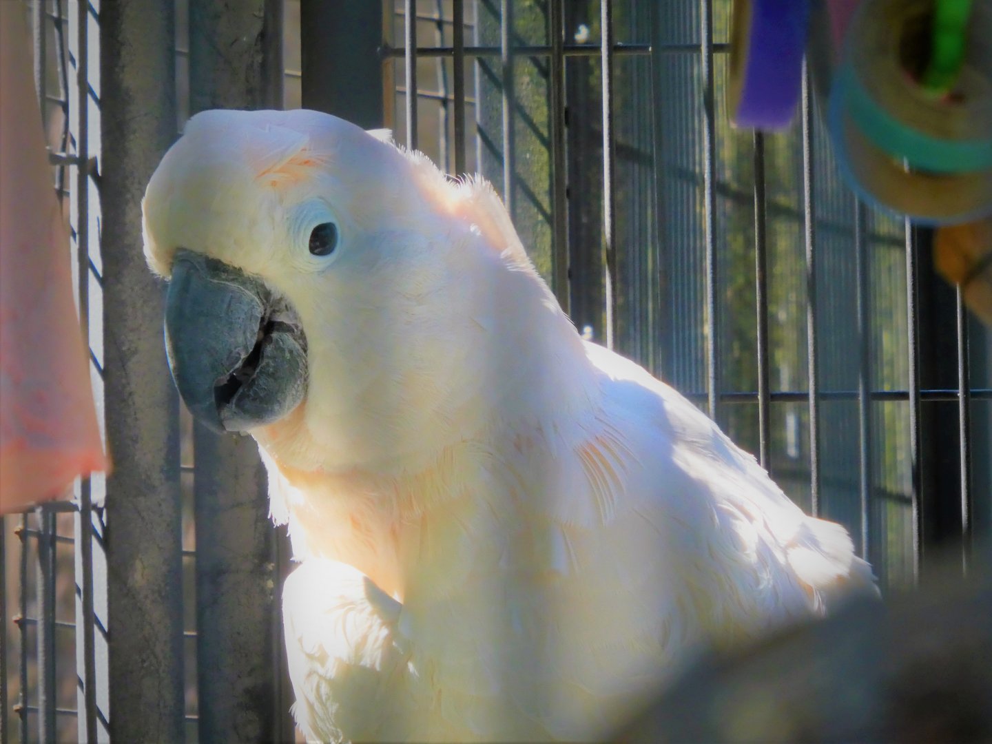 World of Birds  - Salmon-crested Cockatoo