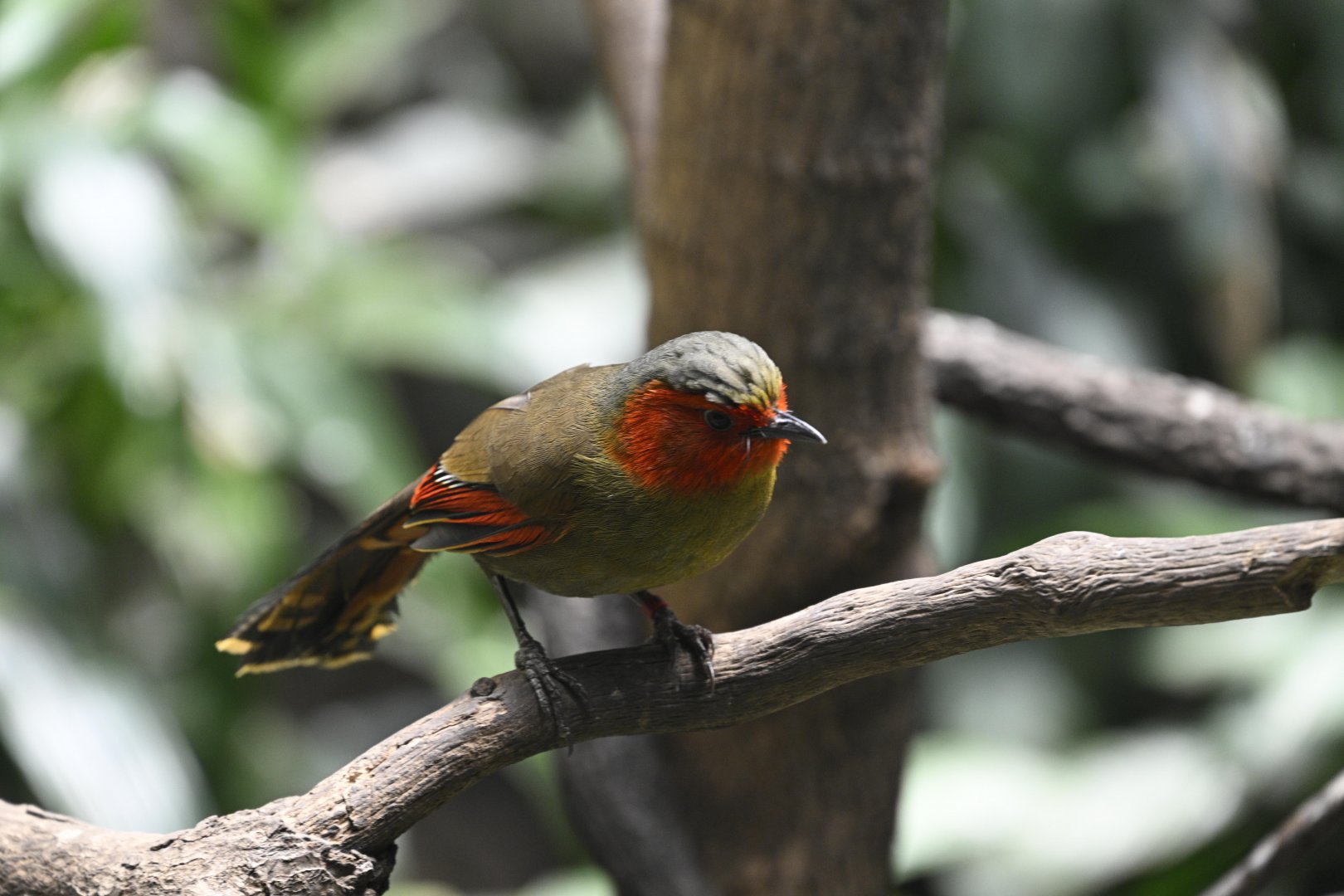 World of Birds - Scarlet-faced Liocichla (Liocichla ripponi)