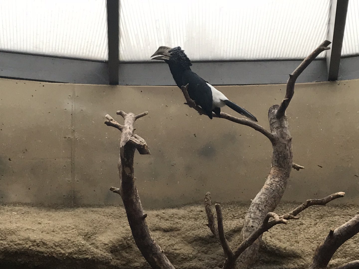 World of Birds - Silvery-cheeked hornbill 290118
