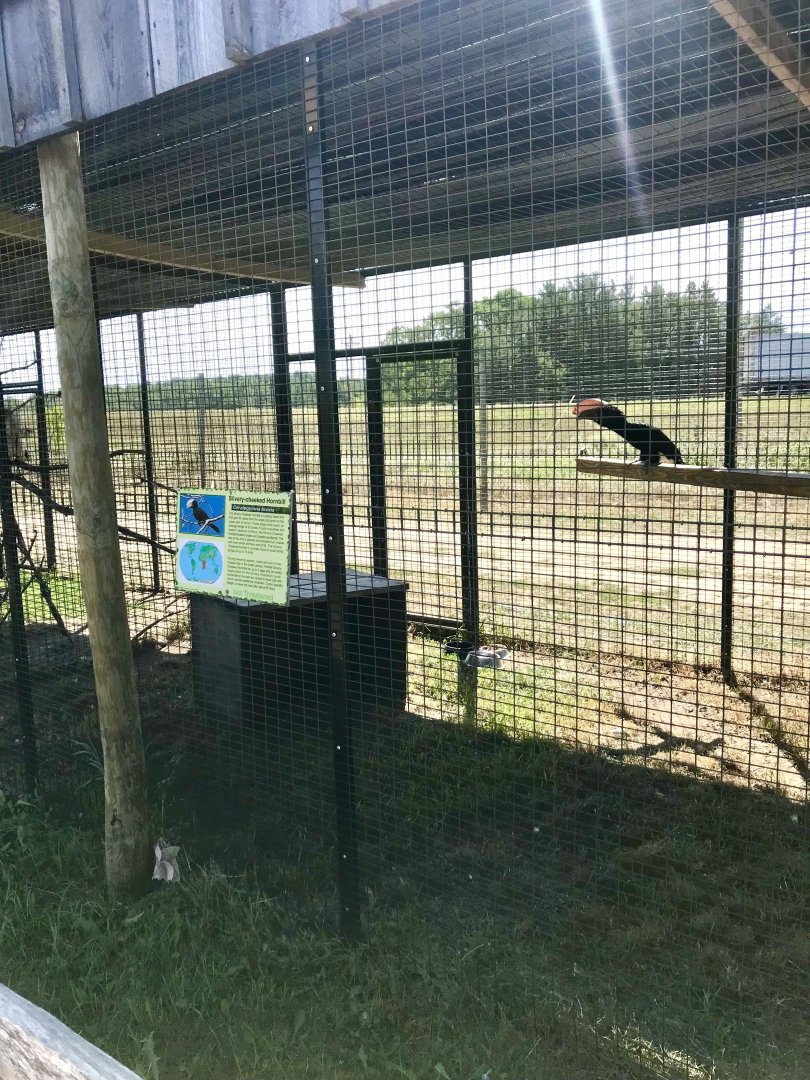 World of birds- silvery-cheeked hornbill exhibit
