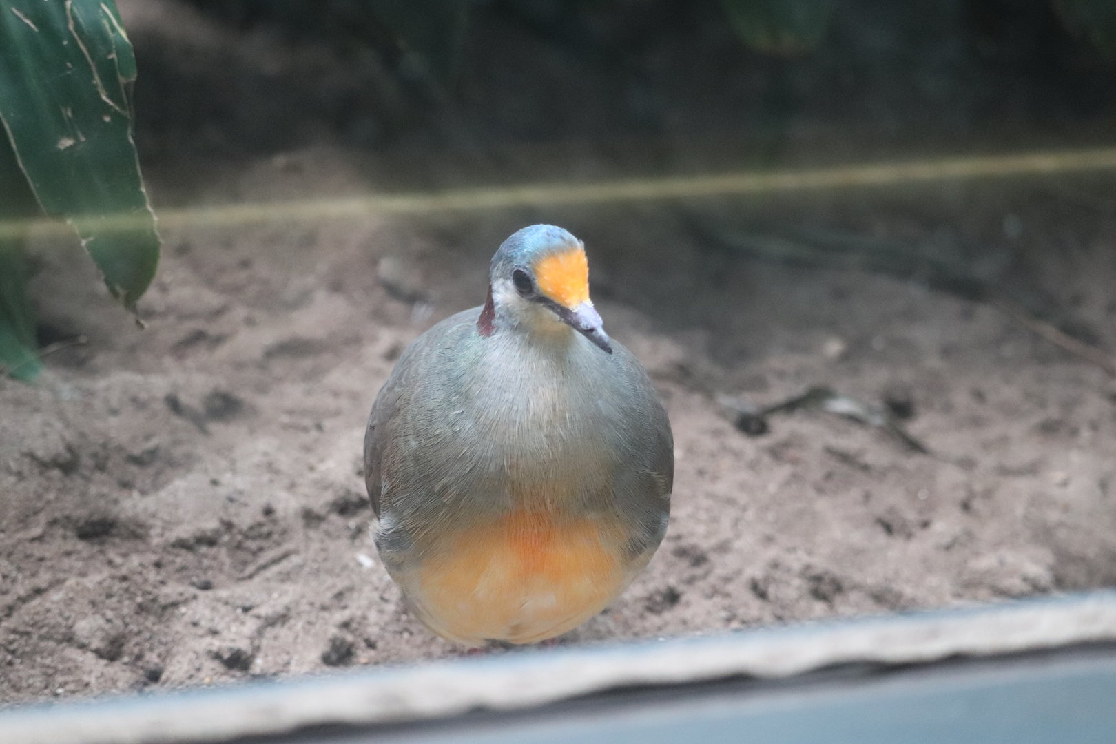 World of Birds - Sulawesi Ground Dove