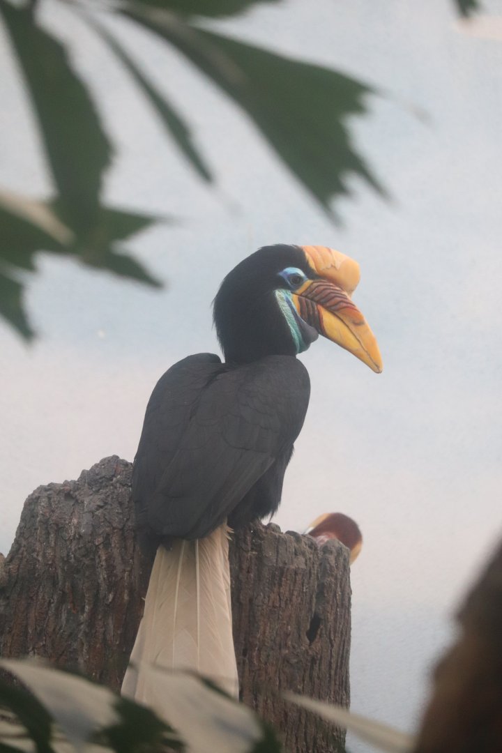 World of Birds - Sulawesi Knobbed Hornbill