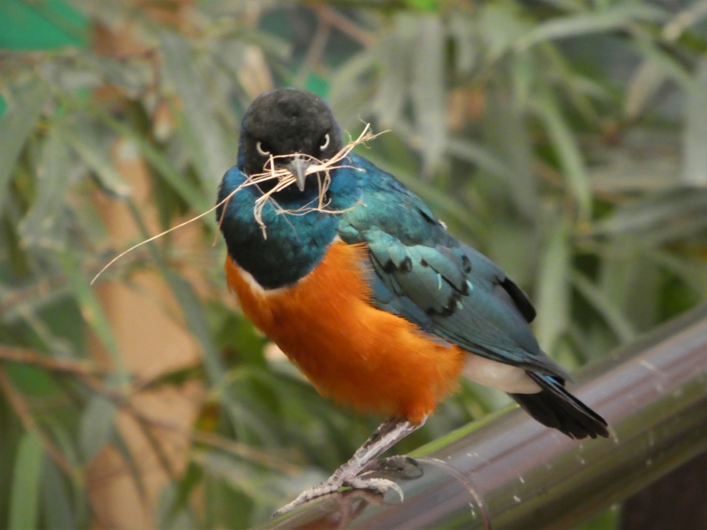World of Birds - Superb Starling
