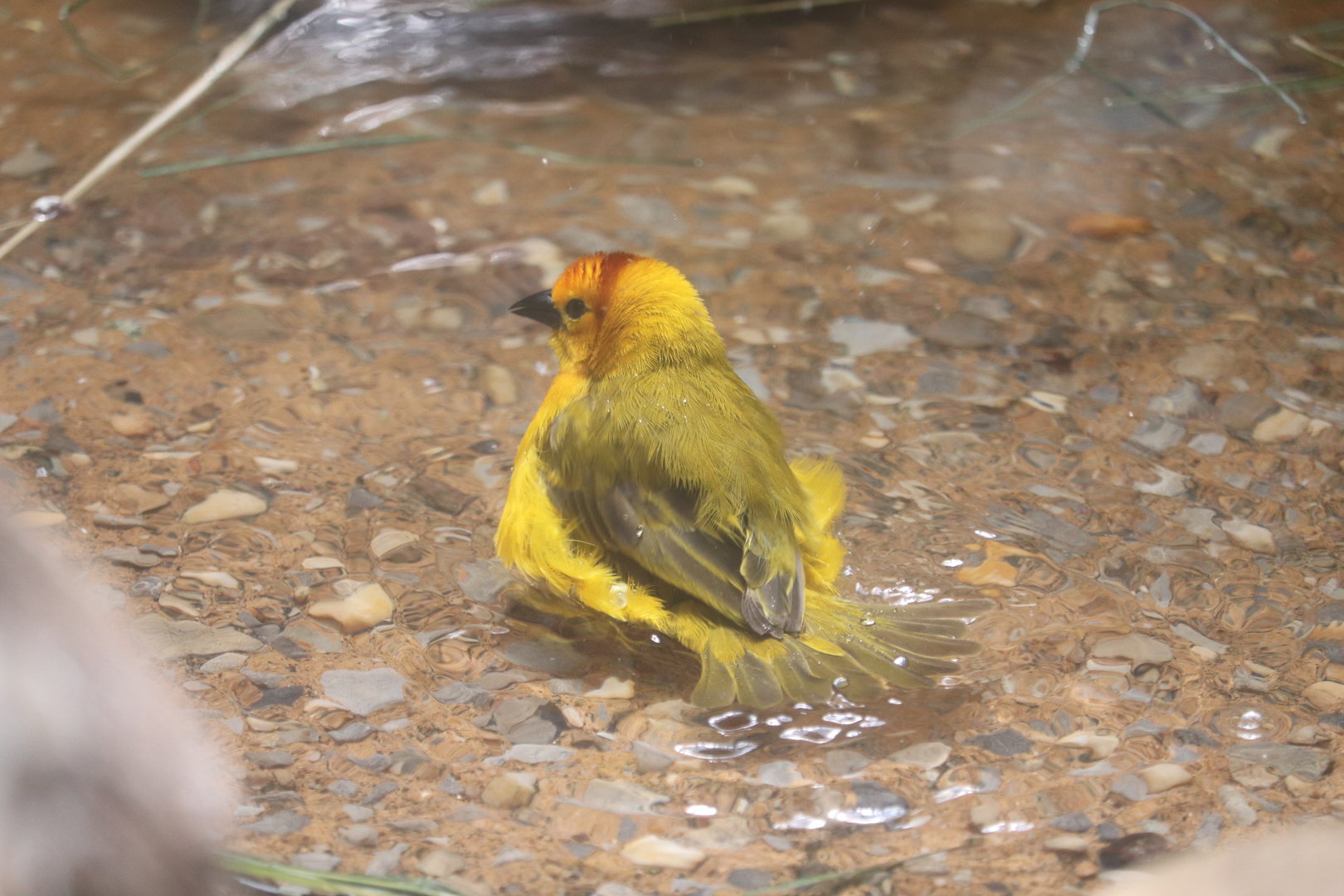 World of Birds - Taveta Golden Weaver