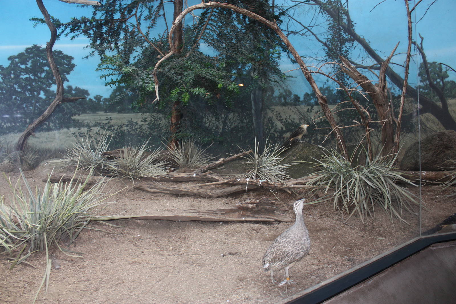 World of Birds- Tinamou/Cuckoo Exhibit