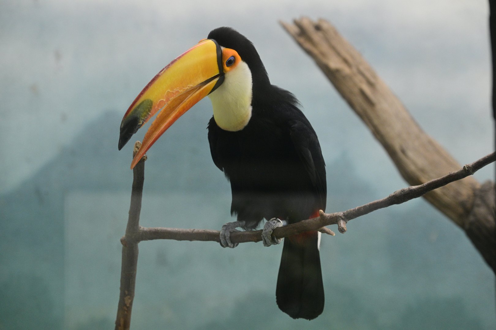 World of Birds - Toco Toucan (Ramphastos toco)